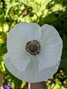 And here's a white poppy. The petals are crumpled in the bud and as blooming finishes, the petals often lie flat before falling away.
