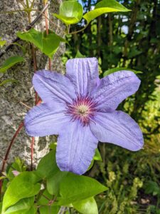 Clematis is pronounced KLEM-uh-tis, and is native to China and Japan and known to be vigorous growers.