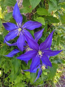Every year, these clematis vines look more and more beautiful. If you don’t already have clematis in your garden, I hope this inspires you to plant one or two or even three…