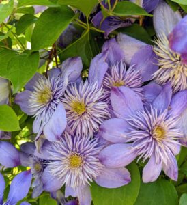 The blooms appear constantly for many weeks making their everblooming nature a must-have in any garden.