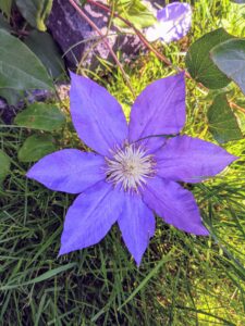 Clematis prefer moist, well-drained soil that’s neutral to slightly alkaline in pH. For soil that tends to be acidic, it's a good idea to sweeten it periodically with limestone or a little wood ash.