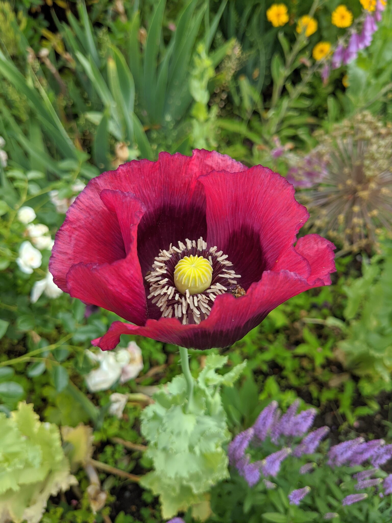 Poppies in My Flower Garden The Martha Stewart Blog