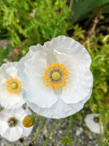 This white poppy has a bright yellow center. When planting outdoors, space poppies a few inches apart to provide good air circulation and to help prevent powdery mildew.