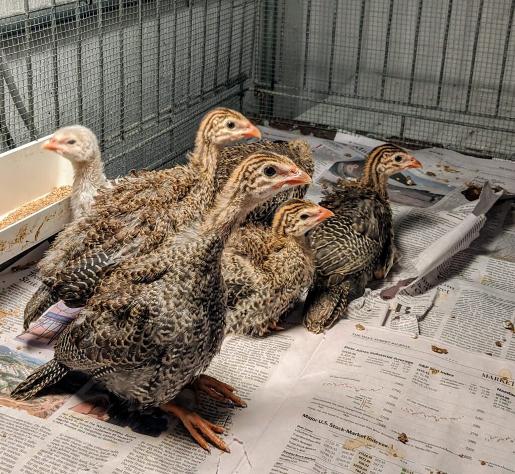 Raising Guinea Fowl at My Farm The Martha Stewart Blog