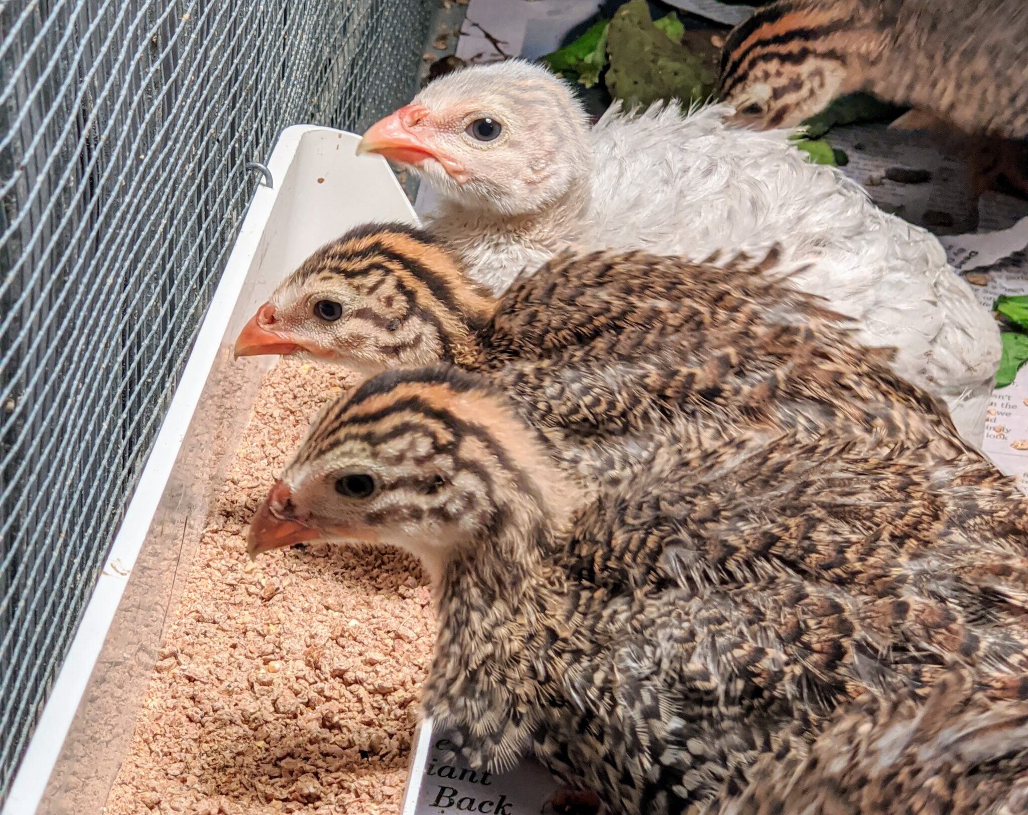 Raising Guinea Fowl at My Farm - The Martha Stewart Blog