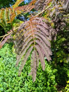 It has beautiful bronze-green, fern-like leaves appearing in late spring and then a deeper rich chocolate-burgundy color in summer. It will show off delicate, pink, pincushion-like blooms later in the season.