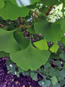 The leaves are unusually fan-shaped, up to three-inches long, with a petiole that is also up to three-inches long. This shape and the elongated petiole cause the foliage to flutter in the slightest breeze. Ginkgo leaves grow and deepen color in summer, then turn a brilliant yellow in autumn.