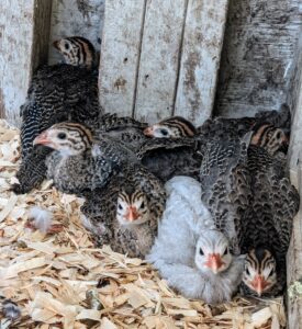 These seven Guinea keets will be very happy here at Cantitoe Corners.