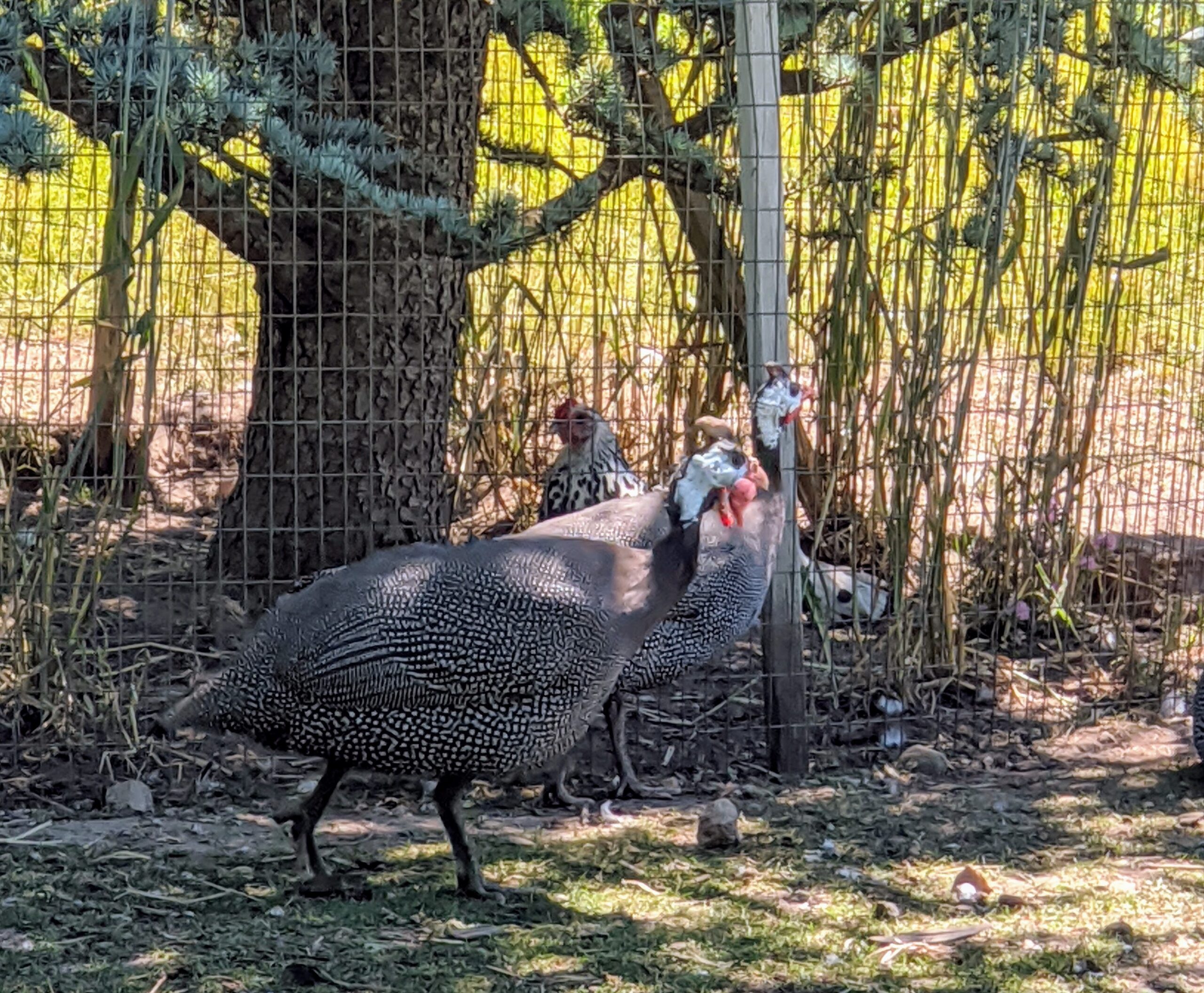RAISING GUINEA FOWL IN SMALL AND BACKYARD FLOCKS – Small and backyard  poultry