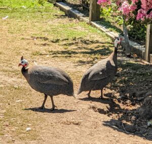 Guineas are highly social with their own kind; where one goes, they all go. If one gets lost it will call out until the flock comes to find it. And Guinea fowl are noisy. I can often hear them all the way from my Winter House.