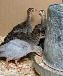 It is very difficult to sex Guinea fowl. The best way to tell males from females is by their cry. When they're older, the female Guineas will make a two-syllable call that sounds something like “buckwheat, buckwheat”. Males can only make a one-syllable sound similar to “kickkkkk kickkkkk”. The males also have larger gills or wattles.