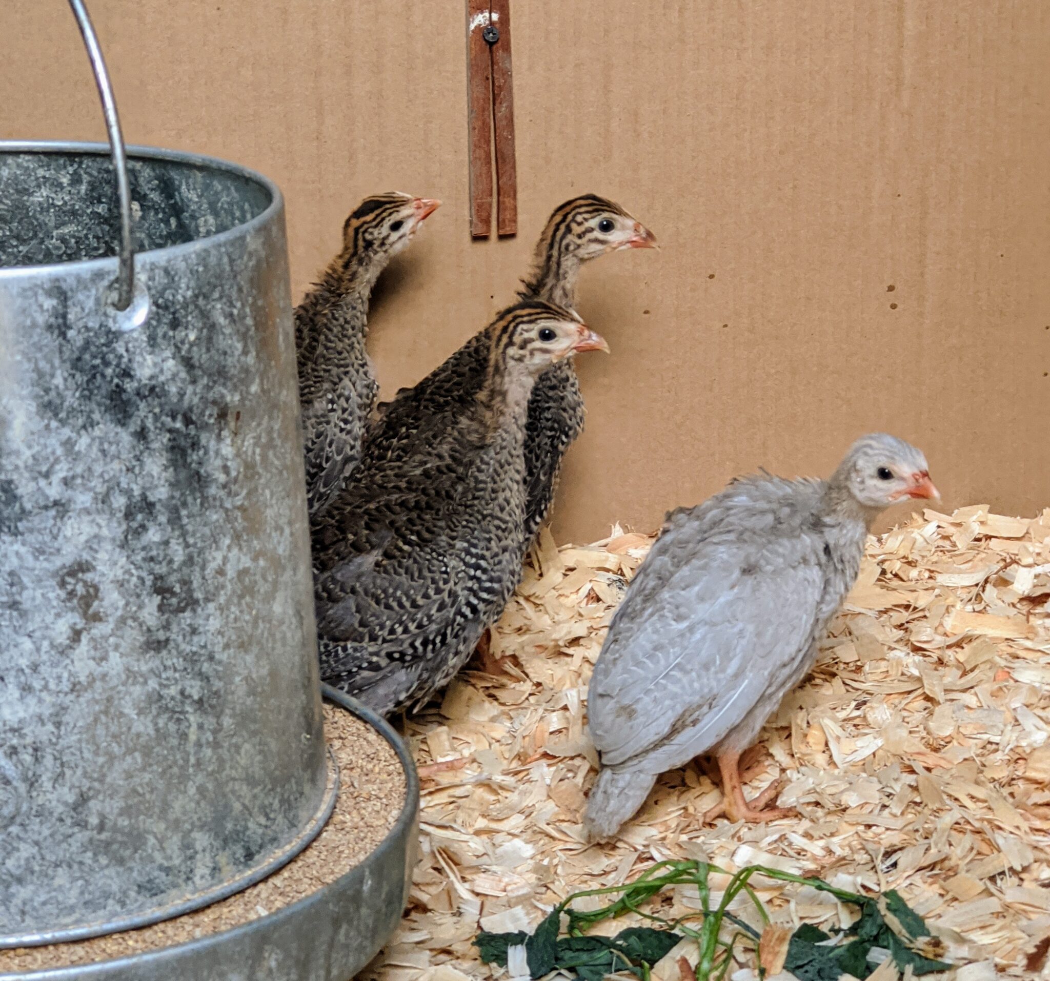 Raising Guinea Fowl at My Farm The Martha Stewart Blog