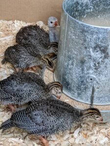 Here they are eating again - I am so glad these youngsters are thriving. And do you know what a group of Guinea fowl is called? The collective noun for guinea fowl is "confusion" or "rasp."
