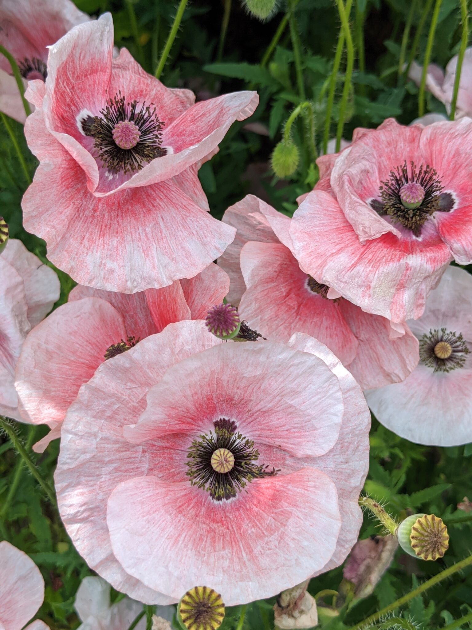 Poppies in My Flower Garden - The Martha Stewart Blog