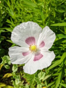 Breadseed poppies resent transplanting and do best when direct sown. Plant directly into the garden after all danger of frost has passed. This one is white with a dark purple center.