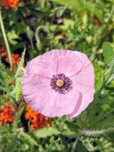 This medium poppy is smaller, more dainty, and more tissue paper-like in appearance.