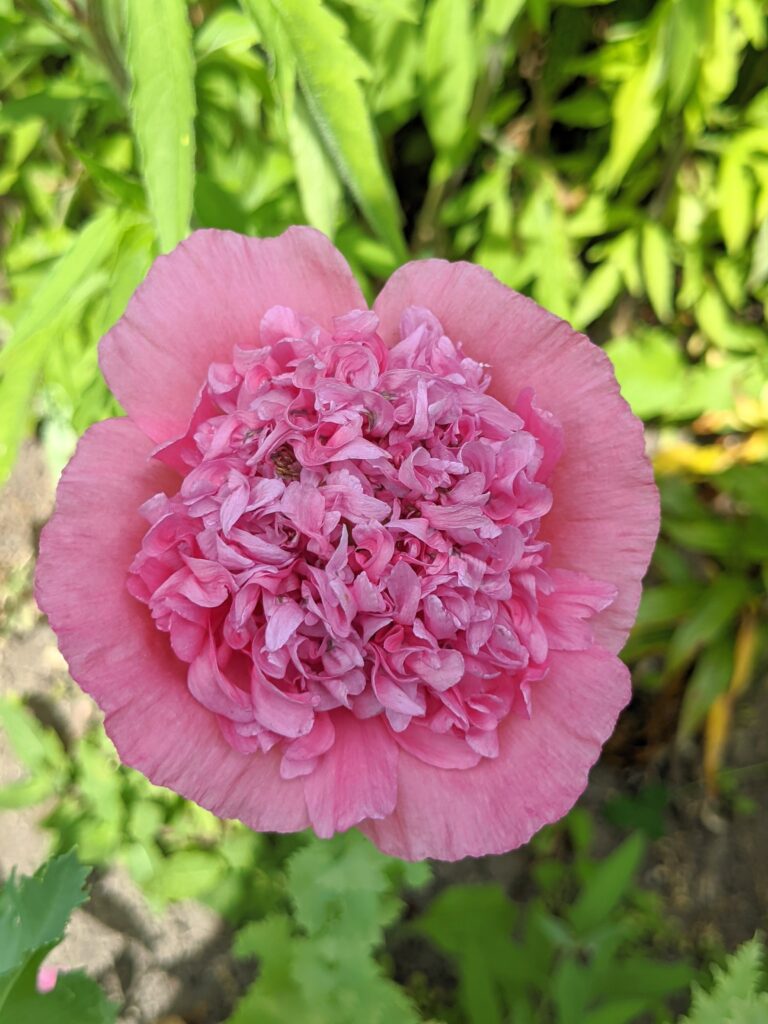 Poppies in My Flower Garden - The Martha Stewart Blog