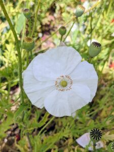 These flowers come in many colors including bright white. This poppy has a long stem and a delicate, crisp white bloom.