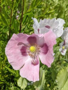 The breadseed poppy, Papaver somniferum, is a stiff, erect two to four-foot annual with lettuce type leaves that wrap around the stem. The flower buds are pendulous and coarsely hairy, but become upright when open.