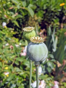 And here is a poppy seed pod, which is what’s left on the stem once the flower blooms and the petals fall off. When the seed heads turn brown, they will be cut and the seeds inside will be harvested. What are your favorite poppies? Let me know in the comments section below.