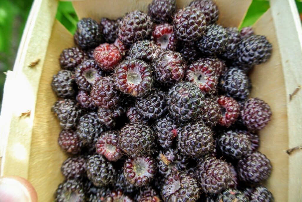 Picking Sweet Raspberries at the Farm - The Martha Stewart Blog