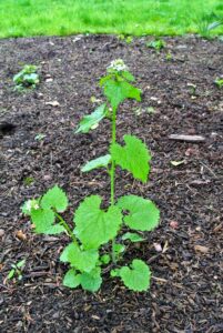 Garlic mustard is fast spreading and can grow in most soil types. It can also grow in full sun or full shade. Try to pull these weeds during flowering, before the plants produce seed. And, pull at the base of the plant to remove the entire root.