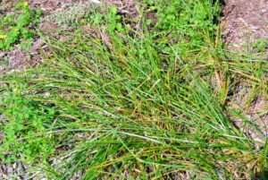 Another grassy weed is orchardgrass, Dactylis glomerata. Orchardgrass is a common perennial weed. It is a forage crop that loves to creep up on landscapes. It’s mostly found in the northeastern United States and loves cooler weather, especially during the spring and fall seasons.
