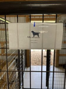 Because I have both intact males and females, also known as dogs and bitches, it is very important that each one is easily identifiable and has a designated kennel space. We label each kennel very carefully.