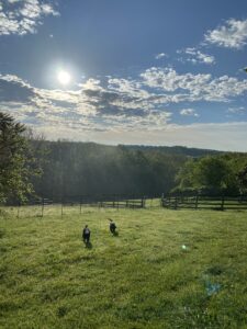 Here are my two puppies, Justus and Silka, bred by Sara Greenburg and Karen Helmers in Indiana, running in one section of their paddock on a warm morning. These paddocks are mowed weekly and cleaned daily to prevent potentially dangerous insects such as fly larvae, fleas, and ticks from bothering my dogs. I also give my dogs oral flea and tick medicine every three months.