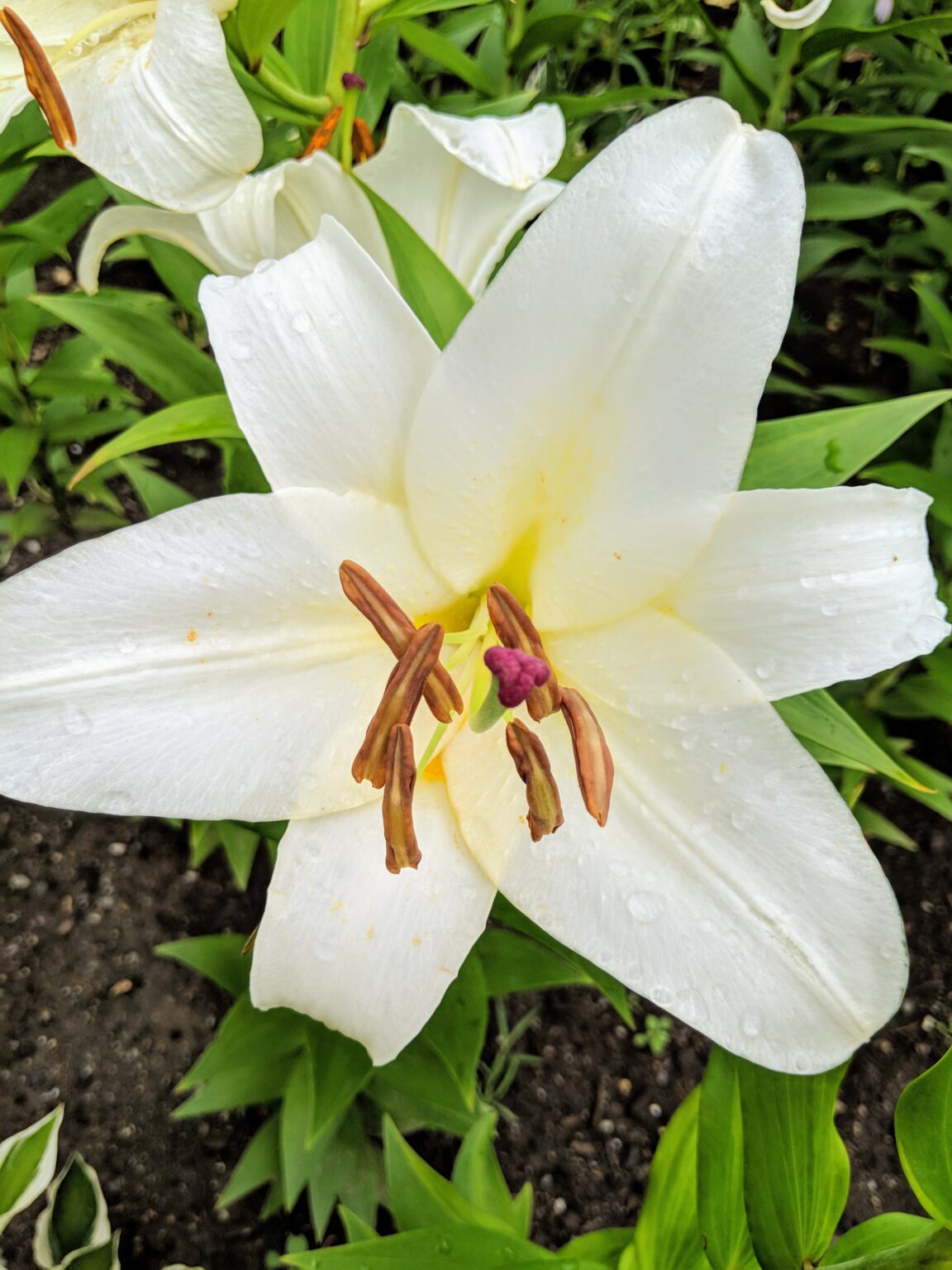My White Lily Garden The Martha Stewart Blog