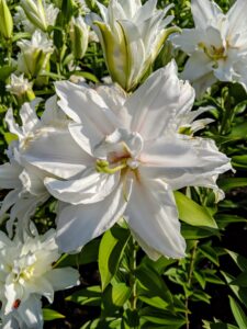 The perfect spot for lilies has morning sun and late afternoon shade because it protects them from the burning hot mid-day sun. They will hold their flowers longer and the color is better when they receive some shade during the day.