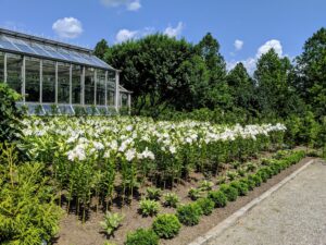 By last summer, we had dozens of beautiful white lilies. In front of the two beds, we planted a row of boxwood. These boxwood shrubs were grown here at the farm from small bare-root cuttings.