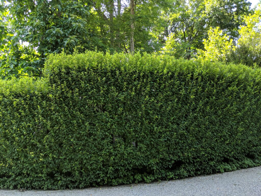 Pruning My Hornbeam Hedges - The Martha Stewart Blog