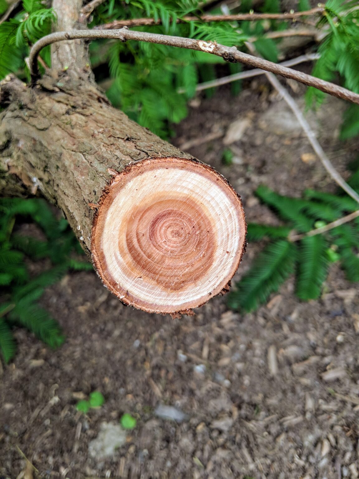 Pruning My Dawn Redwoods at the Farm The Martha Stewart Blog