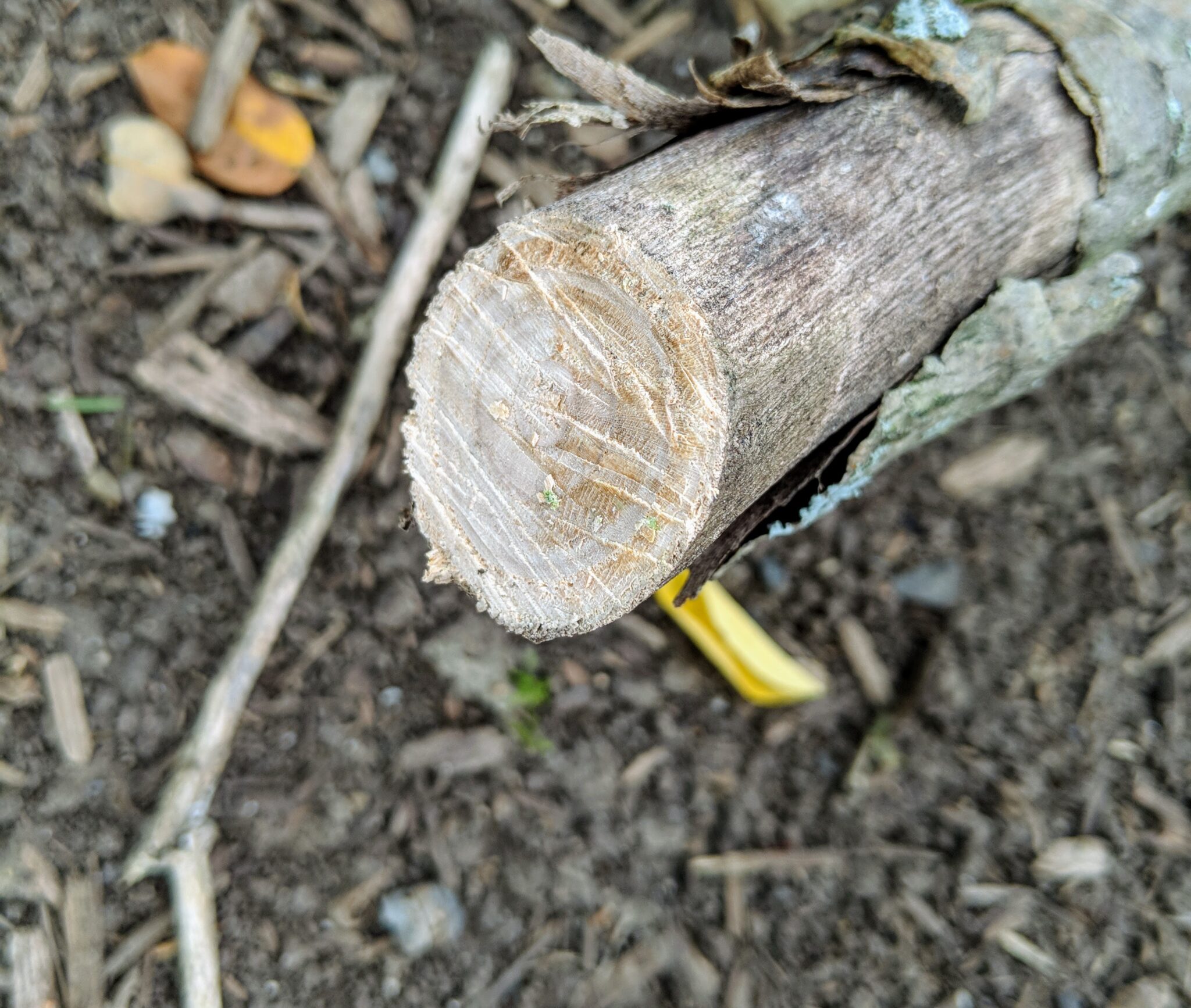 Pruning My Dawn Redwoods at the Farm The Martha Stewart Blog
