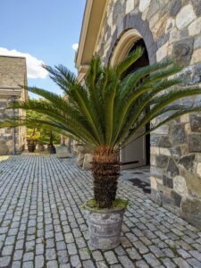 I have many, many cycads - this is one of the larger ones now displayed in the stable courtyard. The sago palm, Cycas revoluta, is a popular houseplant known for its feathery foliage and ease of care.