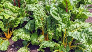 A bit crunchier than spinach, Swiss chard is also more tender than kale. Swiss chard is actually a beet but doesn’t have a bulbous root. It’s referred to as a member of the “goosefoot” family due to the shape of its leaves.