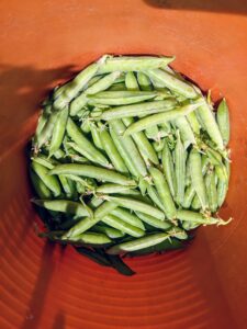 Our peas are so fresh and green, and picked just at the right time – when pods start to fatten, but before peas get too large.