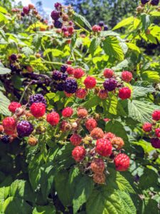 Raspberries need full sun for the best berry production. They should be planted in rich, slightly acidic, well-drained soil that has been generously supplemented with compost and well-rotted manure. I am very fortunate to have such excellent soil here at the farm.
