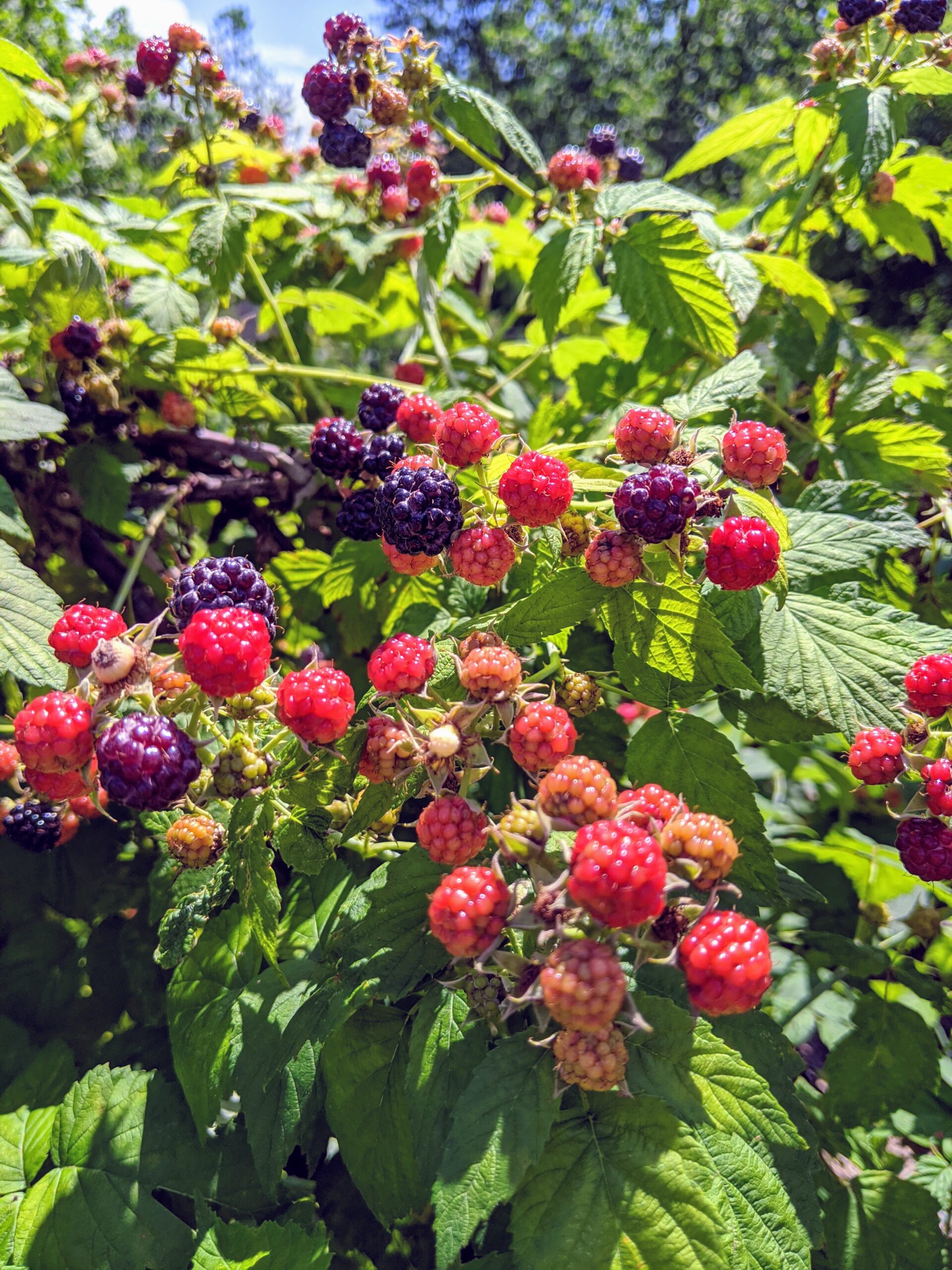 Picking Sweet Raspberries at the Farm - The Martha Stewart Blog