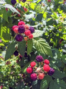 One plant can produce several hundred berries per season.