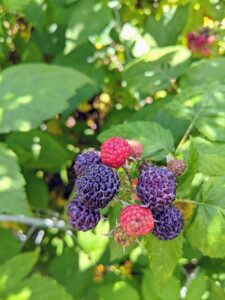 The berries will ripen gradually throughout the summer, so it’s important to check the crop every few days. Overripe berries will be mushy when harvested.