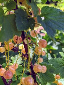 These ‘Pink Champagne’ currants are pendant clusters of fruits the color of champagne blushed with pink. These currants are less tart than the red and among the sweetest of all currants.