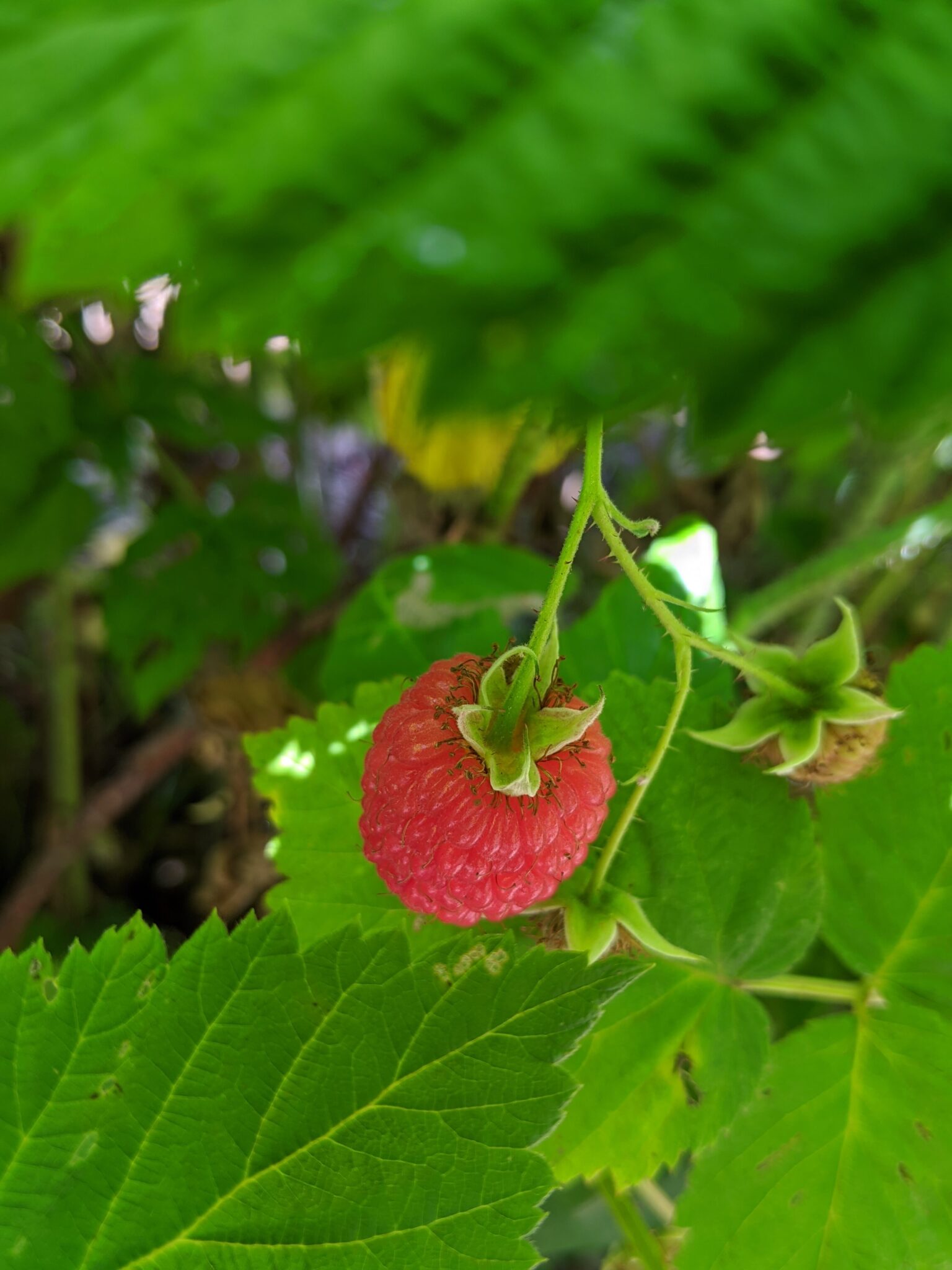 Picking Sweet Raspberries at the Farm - The Martha Stewart Blog