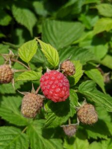 Raspberries contain vitamins A and E and are also rich in minerals, such as potassium, manganese, copper, iron, and magnesium.