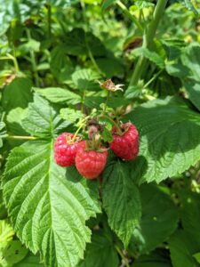 Raspberries are low in calories and fats, but very high in dietary fiber and antioxidants.