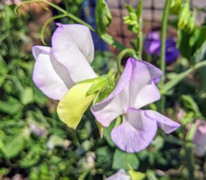 To keep the vine productive, it's a good idea to cut flowers frequently and remove the faded blossoms. Some varieties tolerate heat better than others, so check the seed packets carefully.