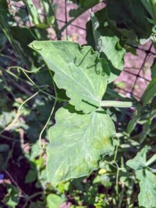 The leaves are pinnate with two leaflets and a terminal tendril, which twines around supporting plants and structures, helping the sweet pea to climb.