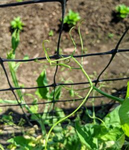 Peas use tendrils to climb. They can grasp anything that’s a quarter-inch or less. It’s important to get them blooming early before the summer heat knocks them out.