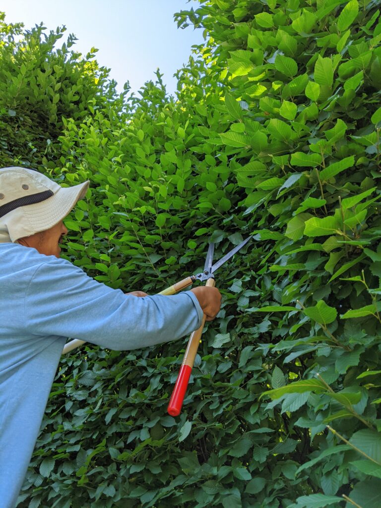 Pruning My Hornbeam Hedges The Martha Stewart Blog